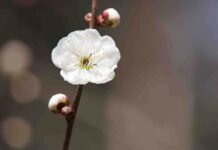 Un peu, beaucoup, passionnément,…