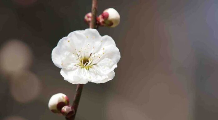 Un peu, beaucoup, passionnément,…