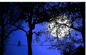 Vocabulaire d'Halloween en chinois 2