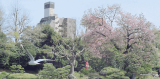 Célébration et Floraison des cerisiers au Japon - vidéo