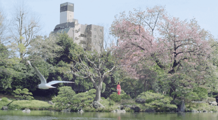 Célébration et Floraison des cerisiers au Japon - vidéo